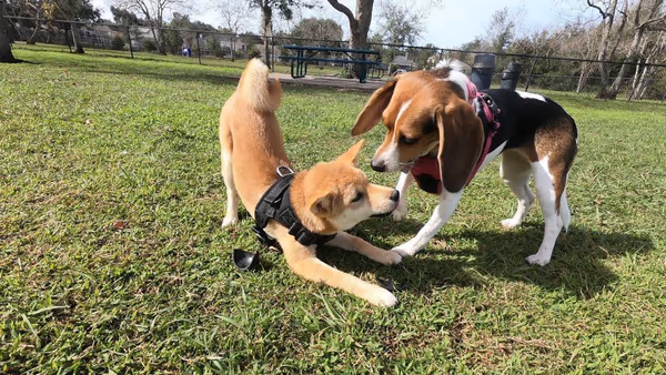 Barber Dog Park